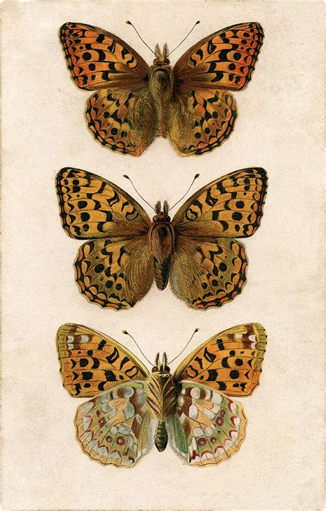 Exquisite Old Illustration Of Three Butterflies Image The Graphics Fairy