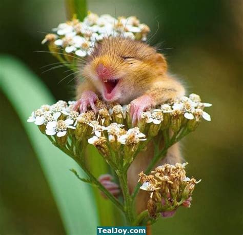Happy Field Mouse Is Happy Funny Animal Photos Comedy Wildlife
