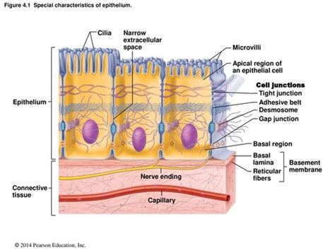 Chapter 4 Tissues Flashcards Quizlet