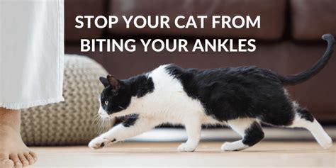 How To Stop You Cat From Biting Your Ankles
