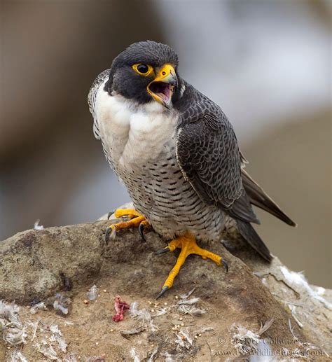 Male Peregrine Falcon Calling To Mate Raptor Bird Of Prey Birds Of
