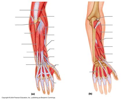 Superficial muscles of the posterior forearm: Arm Muscle Diagrams