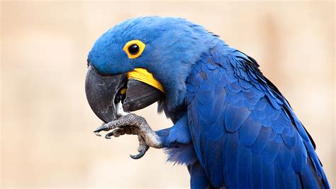 Exotic Species In The Amazon Rainforest Birds Cgtn