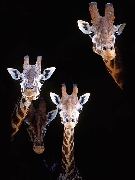 Beauty And Beauty Lose The Facebook Riddle 8 Hilarious Giraffes To