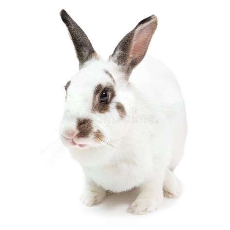 Rabbit White Cute Spotted Sitting On White Isolated Looking For Stock