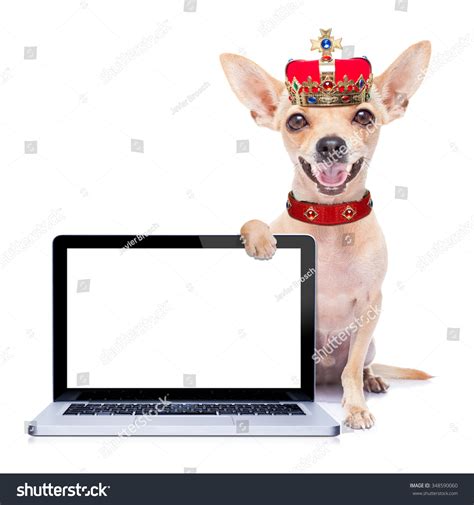 Chihuahua Dog Crown Stock Photo 348590060 Shutterstock