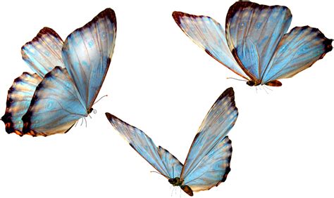 Choose from 910+ flying butterfly graphic resources and download in the form of png, eps, ai or psd. Download Flying Butterfly Transparent - Butterfly Png, Png ...