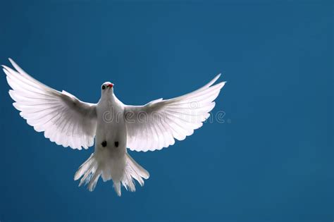 White Dove In Free Flight Under Blue Sky Stock Image Image Of Feather