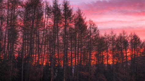 1366x768 Trees Sunset Sky 1366x768 Resolution Wallpaper Hd Nature 4k