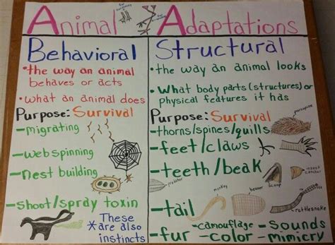 Animal Adaptations Anchor Chart