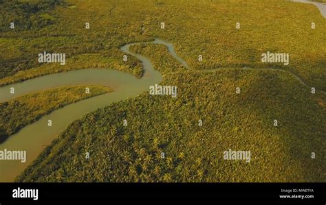 Aerial View Of Mangrove Forest And River Catanduanes Mangrove Jungles