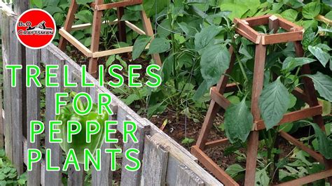 By helping the plants grow upward, the farmer can increase their yield and make it much easier to harvest the produce. Trellises For Pepper Plants - YouTube in 2020 | Pepper plants, Plants, Trellis plants