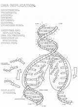 Dna Replication Coloring Worksheet Transcription Biology Protein Structure Translation Synthesis Key Answer Worksheets Color Double Helix Answers Unit Practice Pages sketch template