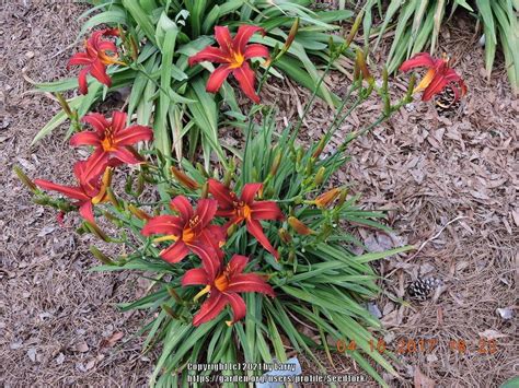 What Are Your Fastest Multiplying Daylilies In The Daylilies Forum
