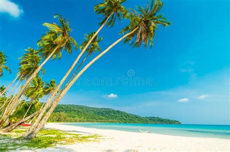 Beautiful Nature Tropical Beach And Sea With Coconut Palm Tree O Stock