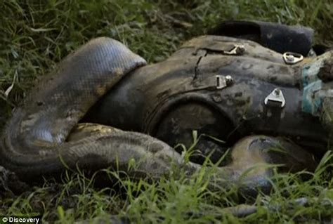 Video Of Man Eaten Alive By Anaconda On The Discovery Channel