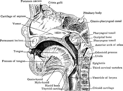Mesial Sagittal Section of Child's Face | ClipArt ETC