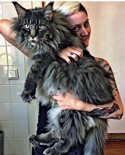 Male Maine Coon Weight