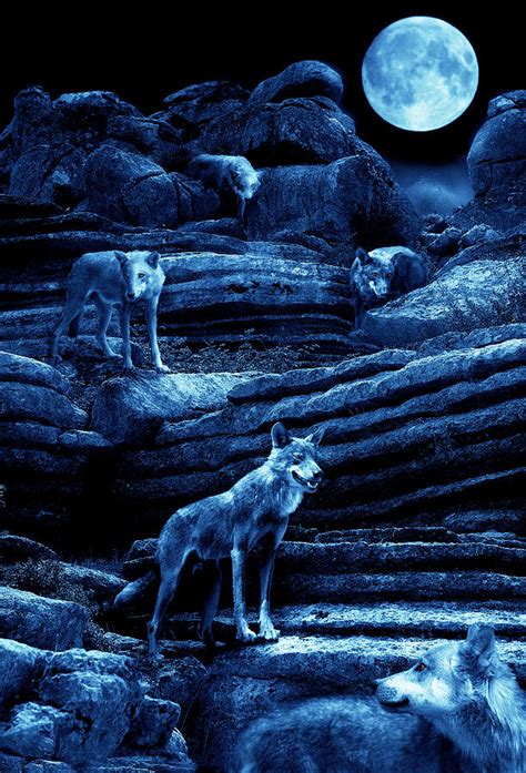 Blue Moon Wolf Pack Photograph By Mal Bray