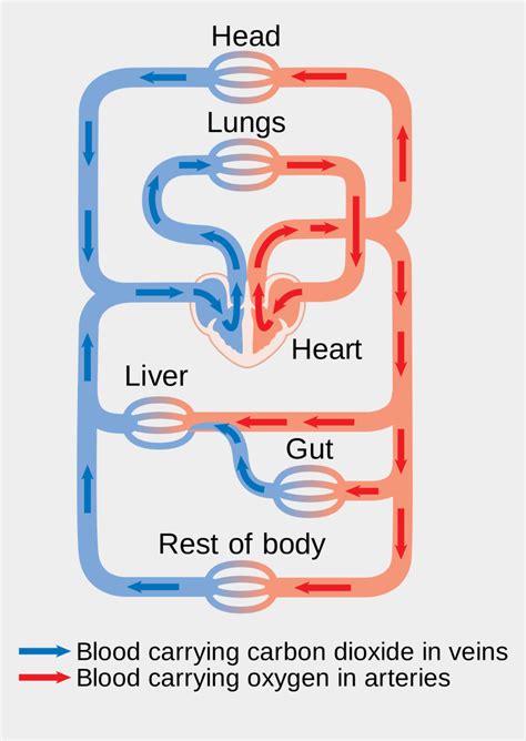Circulatory System Blood Flow Diagram