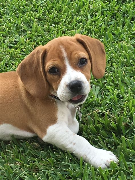 Beagle Puppies For Adoption San Diego Beagle Puppy
