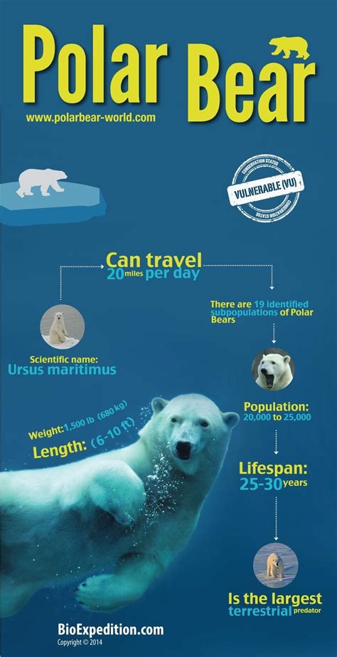 Polar Bears And Global Warming Polar Bear Infographic Polar Bear