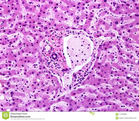 Hepatocyte Is Cell Of The Main Parenchymal Tissue Of The Liver Under