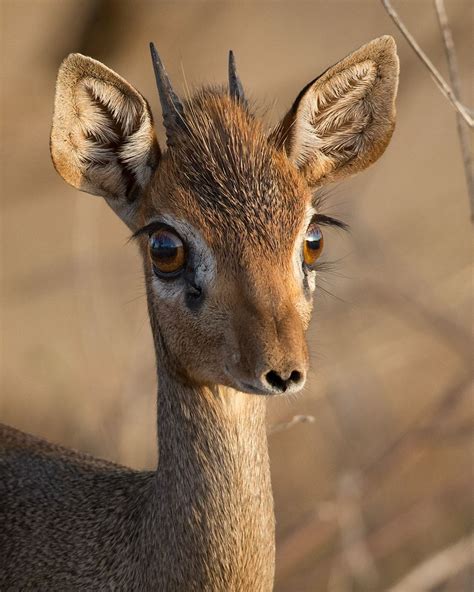 Dik Dik Portrait Of A Petite Dik Dik Antelope With A Heart Shaped