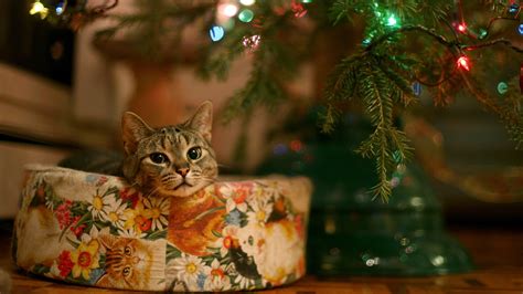 Download Cute Christmas Cat Full Hd 1080p Wallpaper By