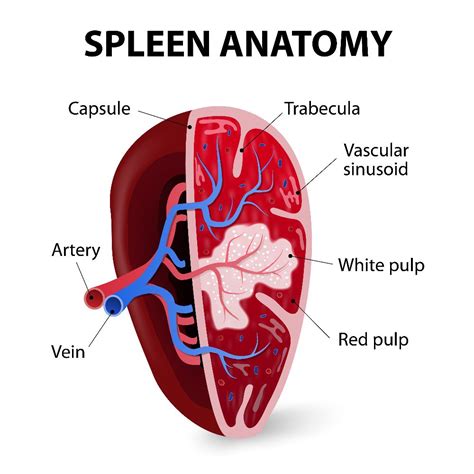 The Spleen A Vital Organ You Need To Understand Now Facty Health