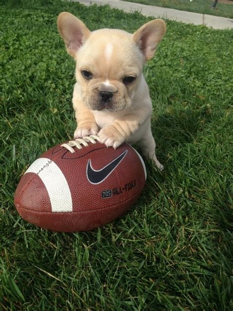 I know the puppy looks cute, but it might be a heartbreak waiting to happen. French Bulldog Puppies Cute Pictures