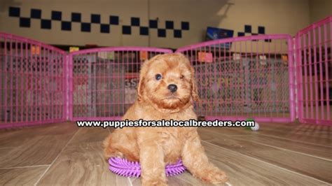 What's in this guide to the cavapoo. Beautiful Red Cavapoo Puppies For Sale Gwinnett County ...
