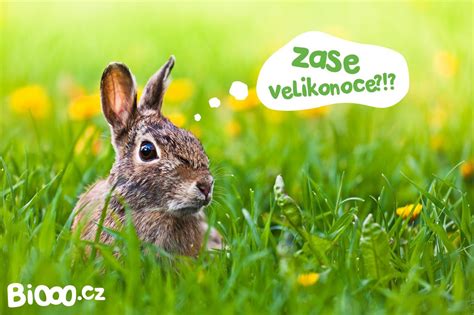 This is velikonoční neděle by zdeněk uhřík on vimeo, the home for high quality videos and the people who love them. Velikonoční peklo: 5 věcí které vám pomůžou přežít ...
