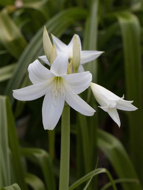 Stauden Stade Versand Shop Crinum X Powellii Album Hakenlilie Hier