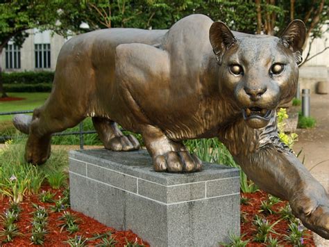 The University Of Houston Brings Back The Live Cougar Mascot — With A