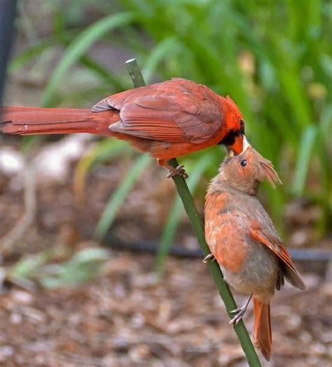 Cardinals Pet Birds Cardinal Birds Colorful Birds