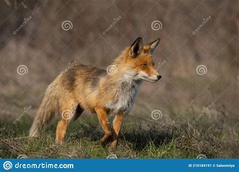 Red Fox Vulpes Vulpes In The Habitat Stock Image Image Of Coat
