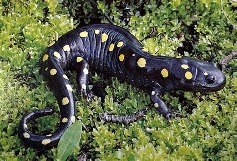 Heath Free Public Library: Spotted Salamanders Program