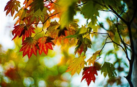 Wallpaper Autumn Leaves Macro Trees Branches Red