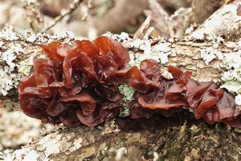 Jelly Fungus On Lawn The Soil That Our Lawns Grow In Contains Lots Of
