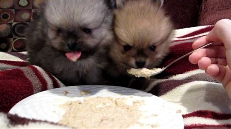 Pomeranian Pups Eating 4 Weeks Old Youtube