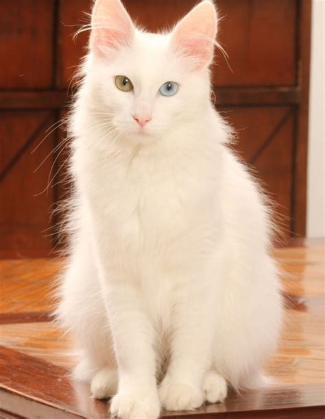 Turkish Angora The Amazing One Cat By Pets Planet Turkish