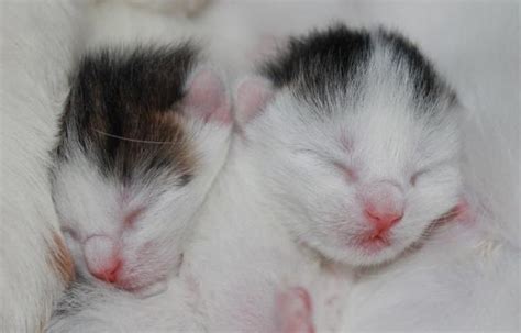Kittens are supposed to be inquisitive and constantly bouncing around. How Many Hours A Day Do Cats Sleep?