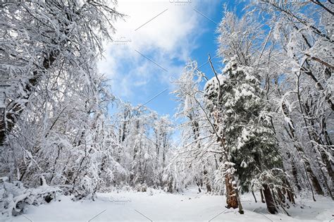 Winter Snow Covered Forest High Quality Nature Stock Photos