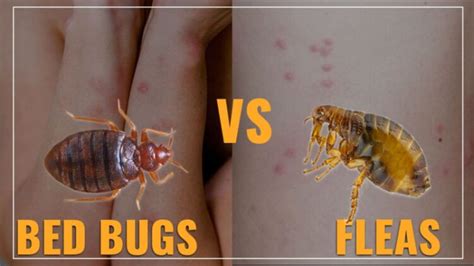 Bed Bug Bites Vs Flea Bites Quickly Tell The Difference