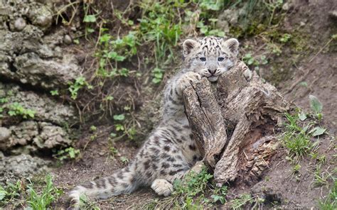 Snow Leopard Kittens Cat Kitten G Wallpaper 1920x1201