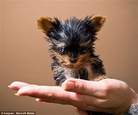 9 Best Smallest Dogs Ever Images On Pinterest Little Dogs Baby