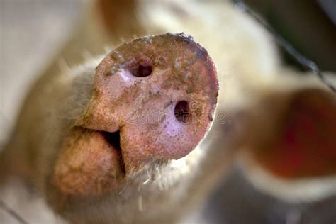 Pig Stock Image Image Of Snout Pork Focus Dirty Pink 40245301