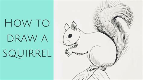 How To Draw A Realistic Squirrel