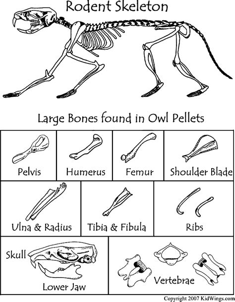Heres A Bone Chart To Use When Dissecting Owl Pellets Teaching